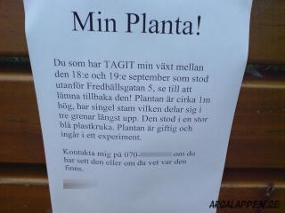 Ååh, vilken planta är det som har varit här med sina gröna fingrar?